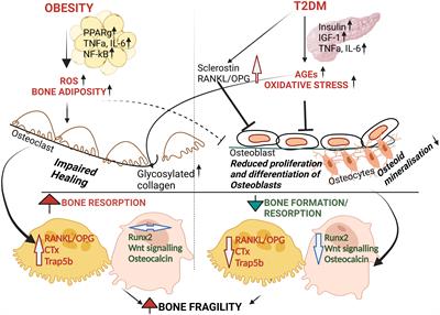 The complex pathophysiology of bone fragility in obesity and type 2 diabetes mellitus: therapeutic targets to promote osteogenesis